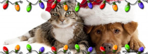cats christmas cute christmas dog cat rabbit christmas dog ...