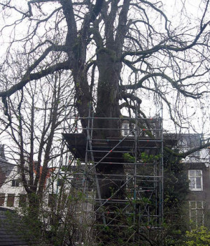 Anne Frank Tree Credited