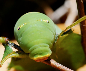 cutest-caterpillar-photo-contest