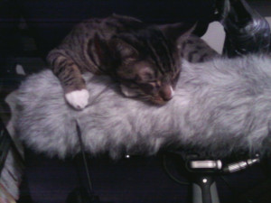 Live cat loves Dead cat-themonster.jpg