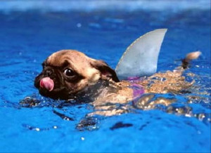 funny dog swimming