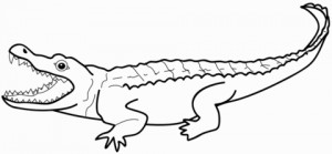click the alligator coloring