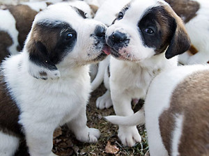 Cute Photo: St. Bernard Puppies Seal It With a Kiss