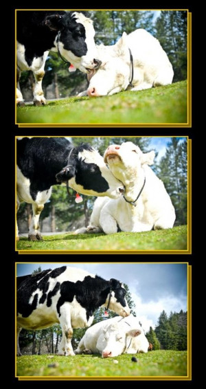 ... no animal is ever bereft of the comfort of one of his or her own kind