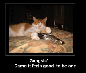Funny cat pictures with guns, funny cat picture, funny cats photos