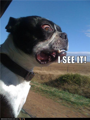 Boston Terrier Funny Dogs