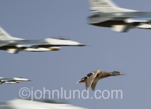 lone duck struggles to keep up in the middle of a formation of jet ...