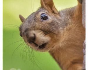 ... Fox Squirrel - Nosy Squirrel - Humorous Staring Nosy Personification