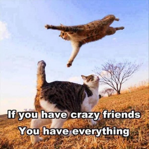 Crazy friends as furry purry fun!