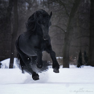 snow winter cold beautiful black animal creature horse movement mane ...