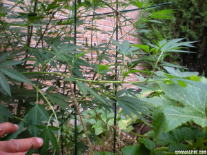 How to Tie Down Weed Plants