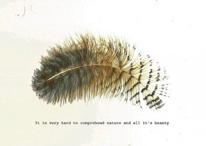 quotes-nature-sayings-feather-short-cute-witty_large.jpg