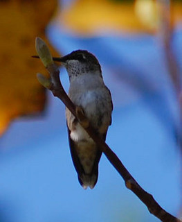Archilochus colubris Ruby throated Hummingbird