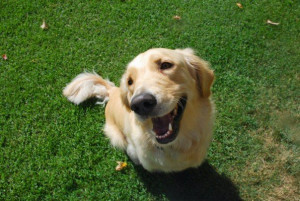 Happy Dogs (21 Pics)