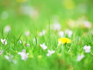 ... 600px 1 200px tags yellow alone flower and white small flowers hd