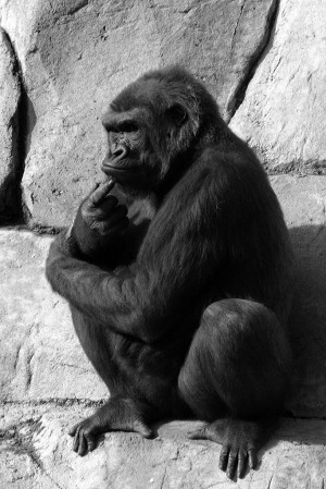 Deep in Thought via WikiMedia Commons