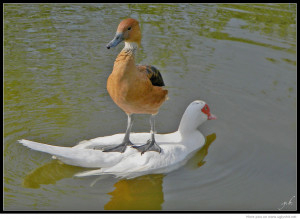 Funny Animal Jokes 8963 Hd Wallpapers