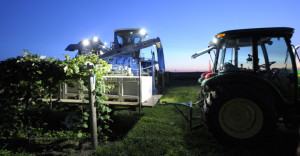 Lights on the mechanical harvester allow for night harvesting.