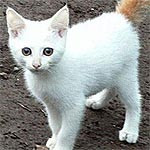 Funny Quotes Silence 700 X 700 71 Kb Jpeg