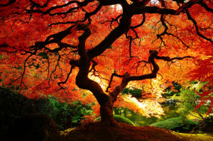 Orange autumn explosion on big beautiful tree, fall season