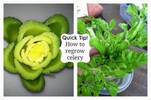 Heavenly Scents Recipes: How to grow celery from celery.
