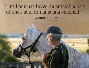 The Animals in our lives-Sunday Quote of the Week