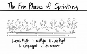Track And Field Quotes For Sprinters Five phases of sprinting