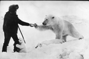 Jugando con osos polares