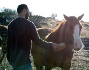 equine scoop it veterans corner heroes horses honor calaveras ...