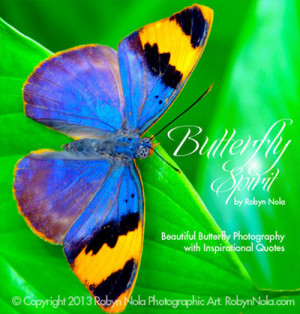 ... Nola Beautiful Butterfly Photography and Inspirational Quote Cards