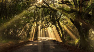 Botany Bay road, Edisto Island, South Carolina (© Michael ...