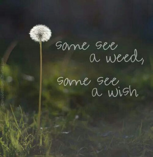 Some see a weed. Some see a wish. I LOVE this!!! It's all about ...