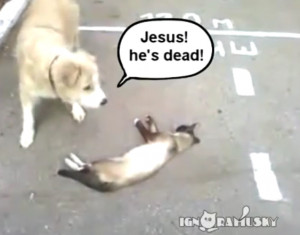 This dog thought the cat was dead, this video is epic.