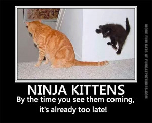 funny-cat-pics-ninja-kittens