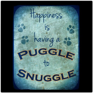 Puggles !! Photo by j_salamanca #puggle