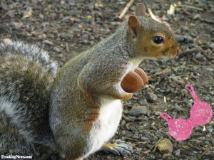 Funny Squirrel with Acorns - pictures