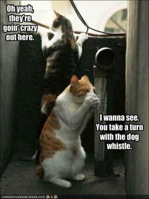 Funny Cat Pictures With Guns | Funny and Cute Cats Gallery