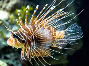 PBS -- Voces — October 19, 10p