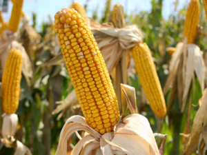 Pictures Of Corn Stalks Corn-stalk.jpg