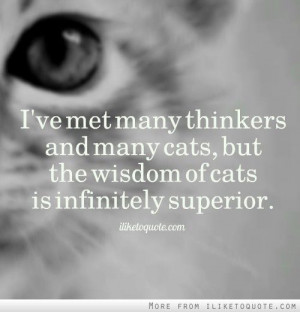... the wisdom of cats is infinitely superior. #wisdom #quotes #sayings