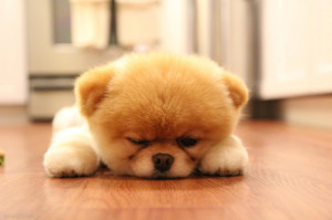 Cute Fluffy Dog