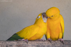 Parakeet kiss