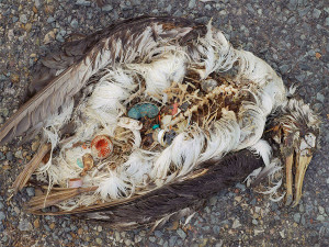 Chris Jordan photographed these tragic albatross chicks who have ...