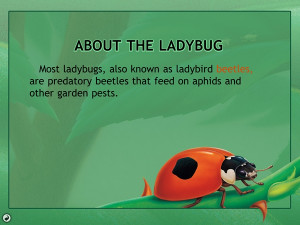 Descriptions Name Ladybugs Wallpaper Animal Wallpapers 5096 Category ...