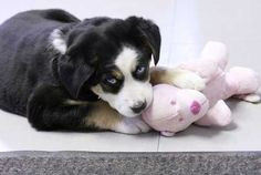 Husky Beagle Mix • from APlaceToLoveDogs.com • dog dogs puppy ...