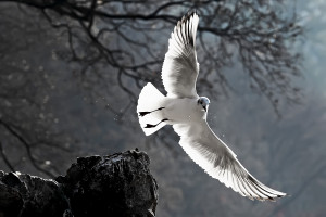 Why fly? Simple. I'm not happy unless there's some