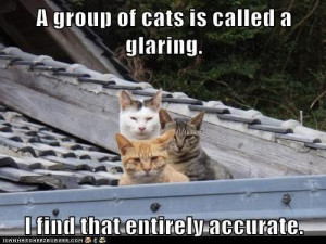 group of cats is called a glaring. I find that entirely accurate.