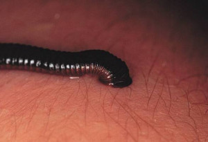 The Freshwater Leech, also known as 