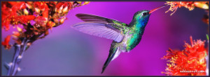 2349-hummingbird-in-flight-.jpg