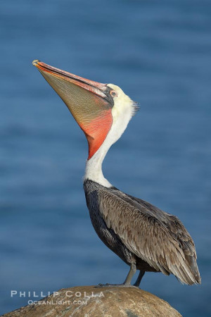 Pelican Head Throw Photo, Pelican Head Throw photos, Phillip Colla ...